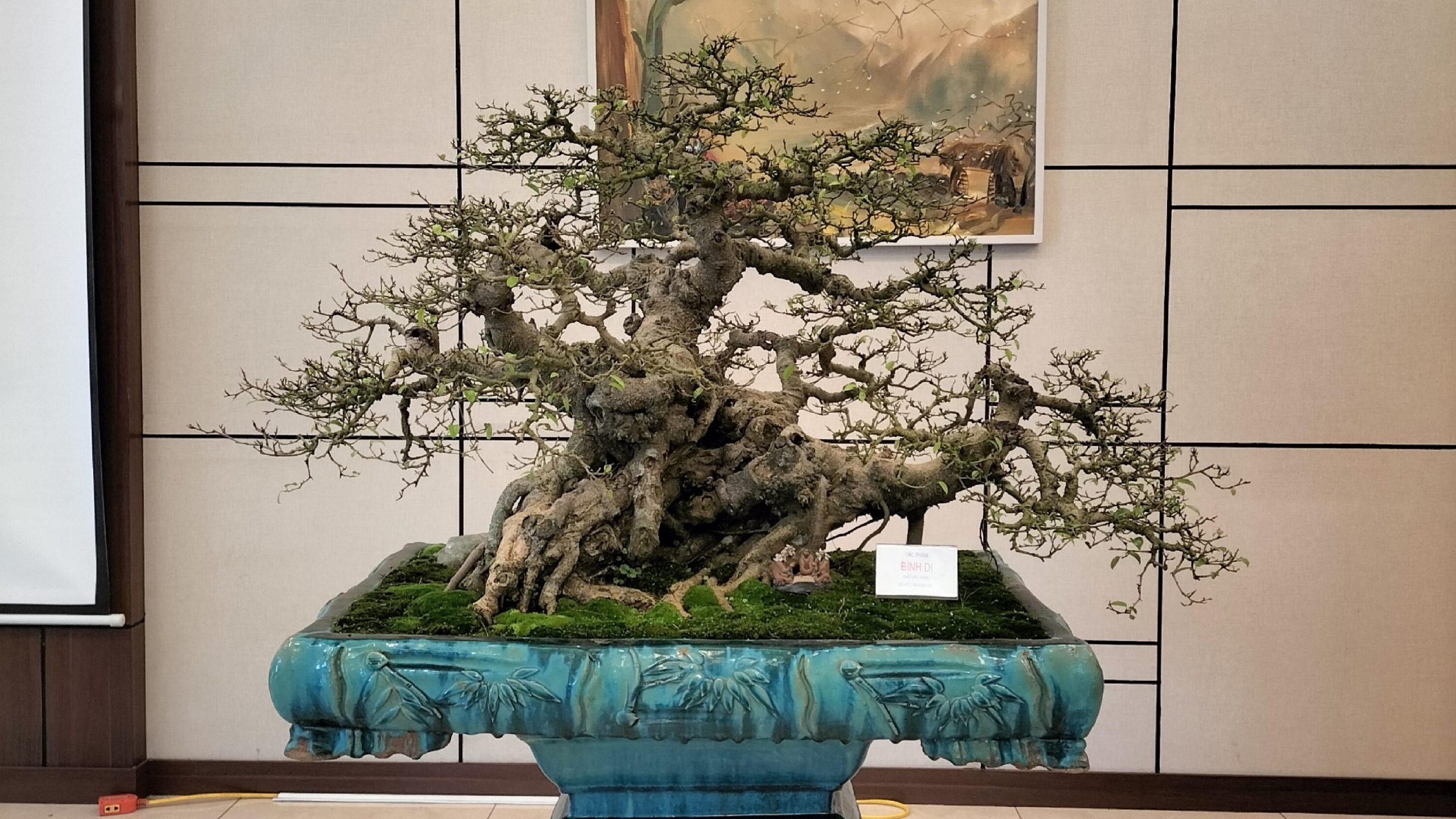 Hiểu tóm lược: Cây Cảnh Nghệ Thuật (CCNT) – Nét đẹp tinh hoa từ bàn tay con người và sự sống động của thiên nhiên